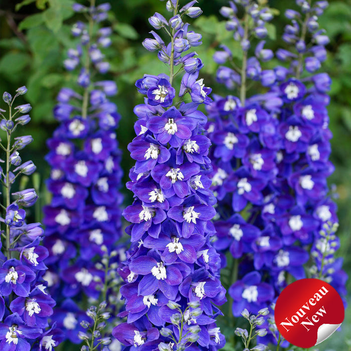 DELPHINIUM DELGENIUSA - KINGSLEY