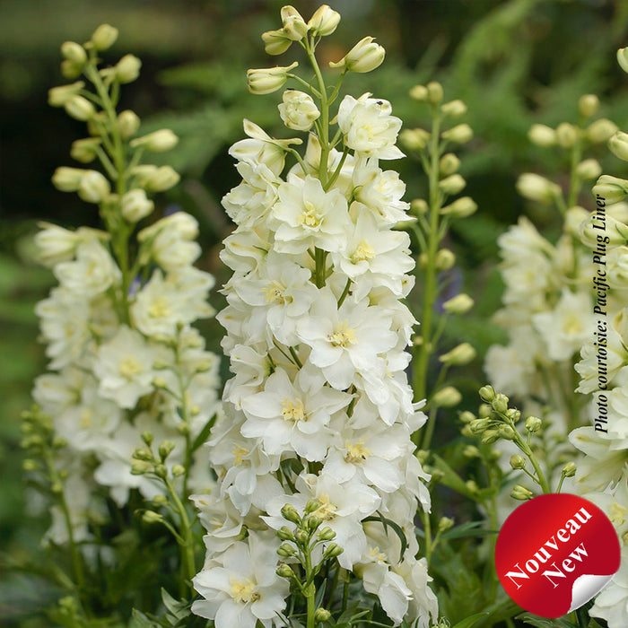 DELPHINIUM DELGENIUS - NEVA