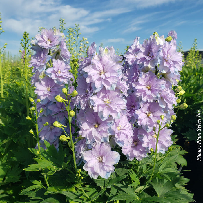 DELPHINIUM - DELGENIUSA SHELBY