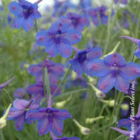 DELPHINIUM GRANDIFLORUM - BLUE BUTTERFLY