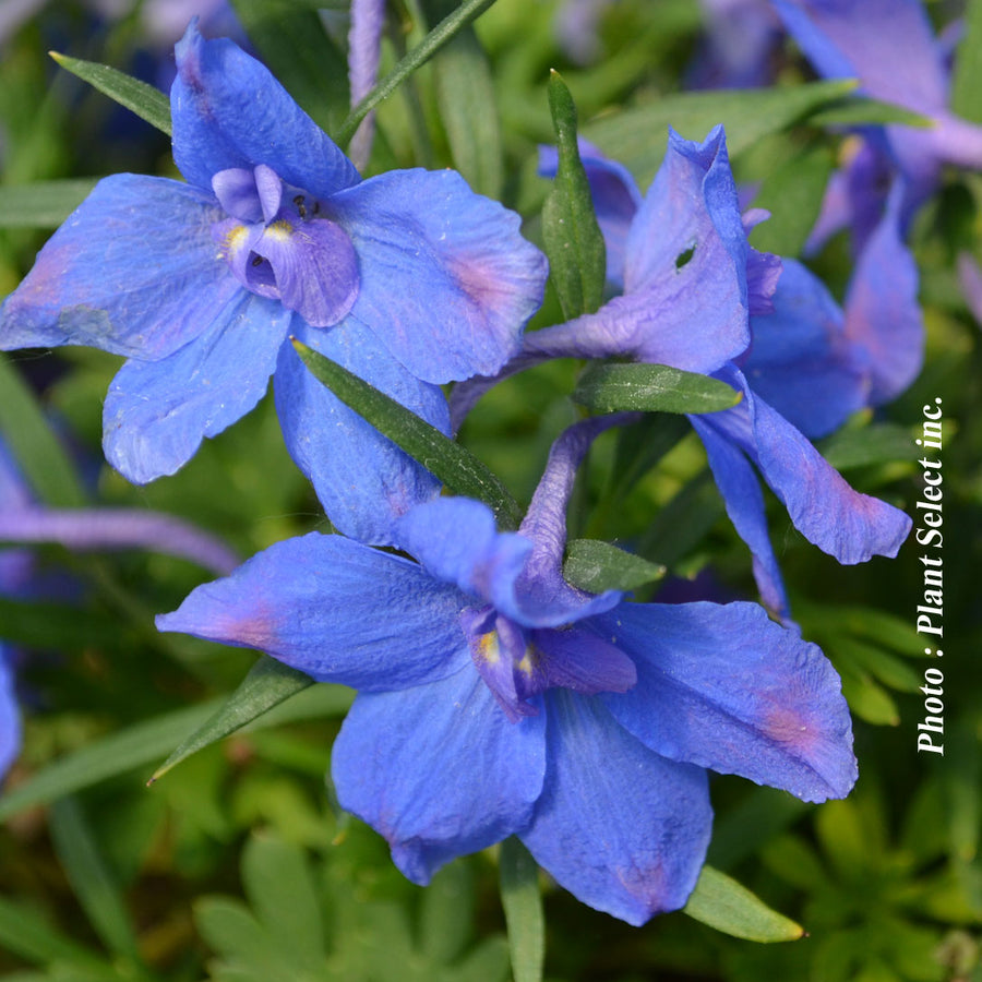 DELPHINIUM - SUMMER NIGHT