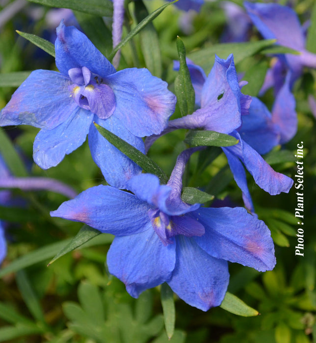 DELPHINIUM - SUMMER NIGHT