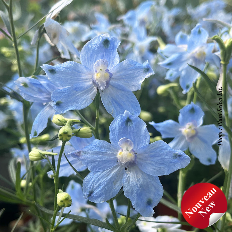 DELPHINIUM HUNKY DORY SKY BLUE