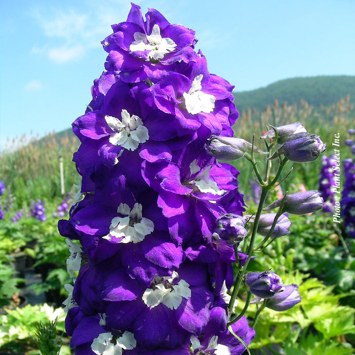 DELPHINIUM - DARK BLUE / WHITE BEE