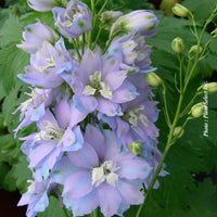 DELPHINIUM MAGIC FOUNTAINS - SKY BLUE
