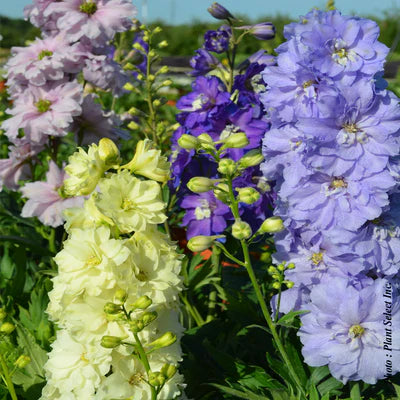 DELPHINIUM - DWARF STARS