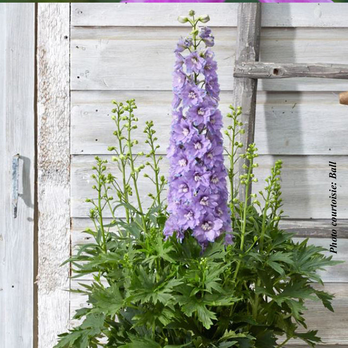 DELPHINIUM ELATUM - PARAMO LAVANDA