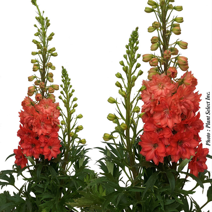 DELPHINIUM - RED LARK