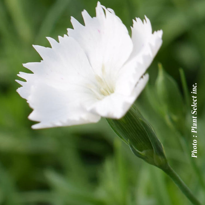 DIANTHUS KAHORI® - ANNABELLE
