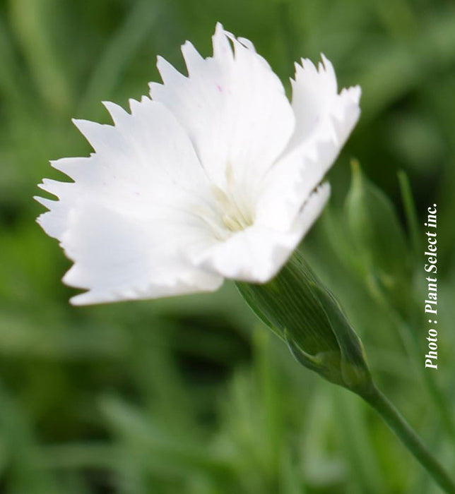 DIANTHUS KAHORI® - ANNABELLE