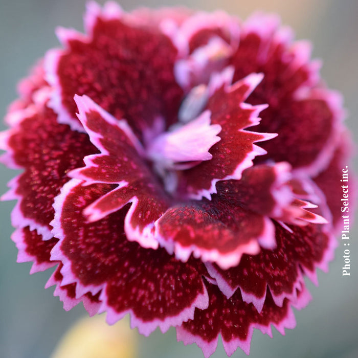 DIANTHUS FRUIT PUNCH® - BLACK CHERRY FROST