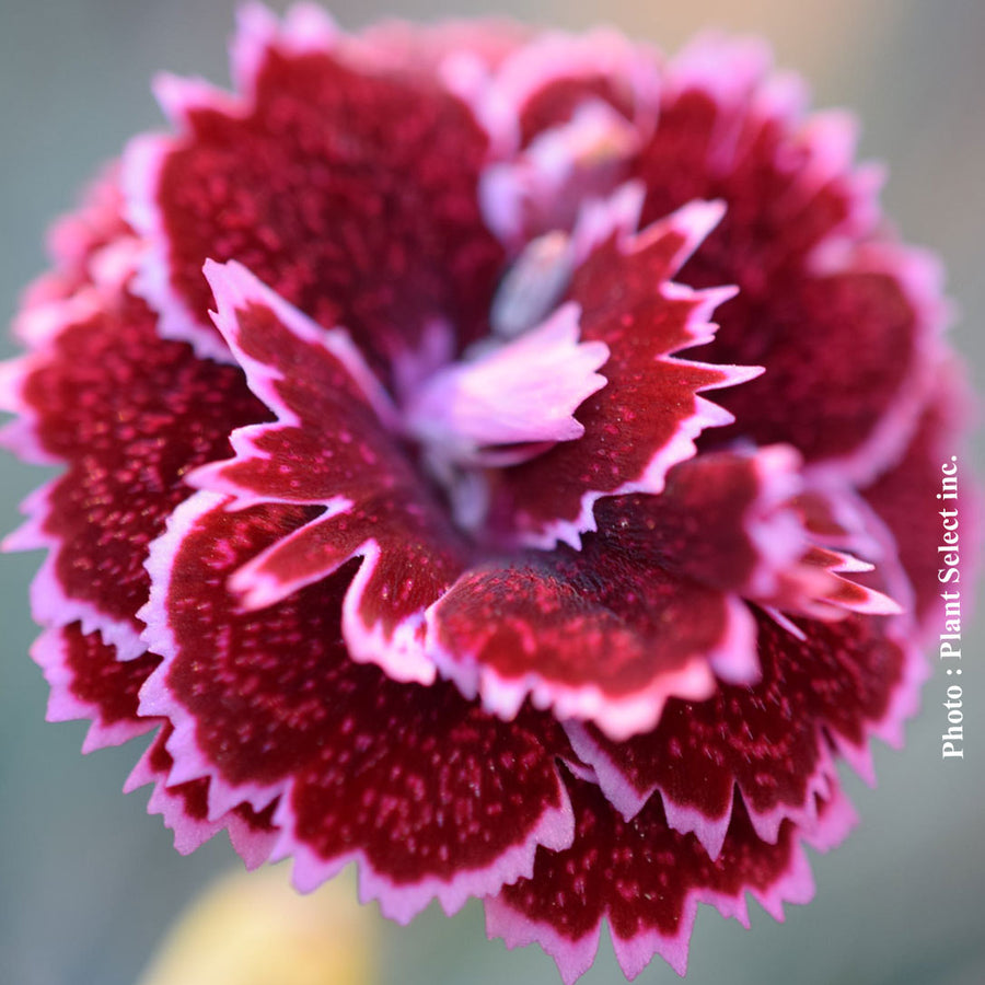 DIANTHUS FRUIT PUNCH® - BLACK CHERRY FROST