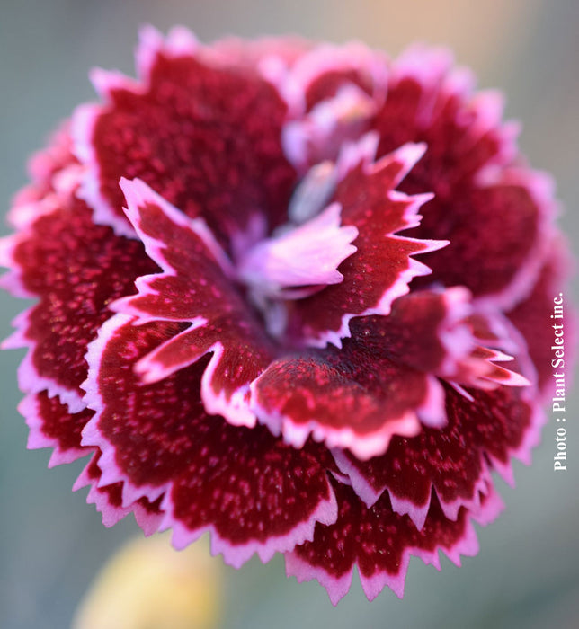 DIANTHUS FRUIT PUNCH® - BLACK CHERRY FROST