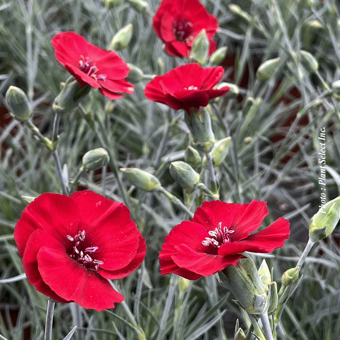 DIANTHUS AMERICAN PIE - CHERRY PIE