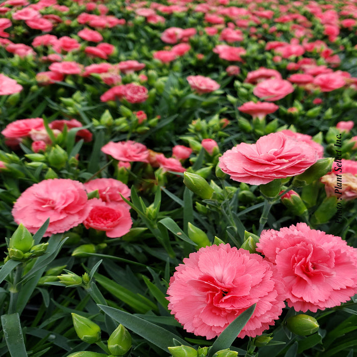 DIANTHUS FRUIT PUNCH® - CLASSIC CORAL