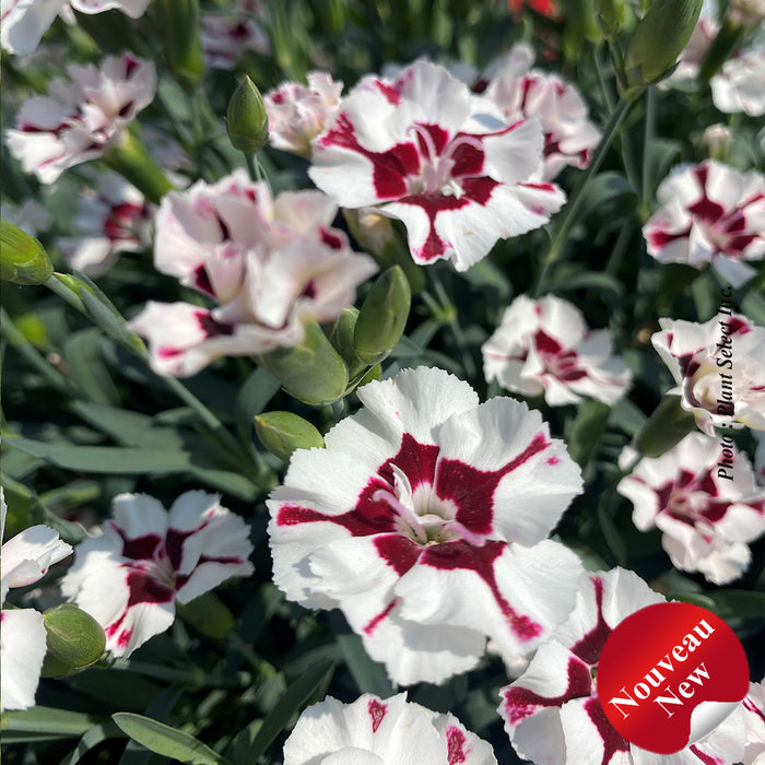 DIANTHUS EVERLAST - CHERRY SWIRL