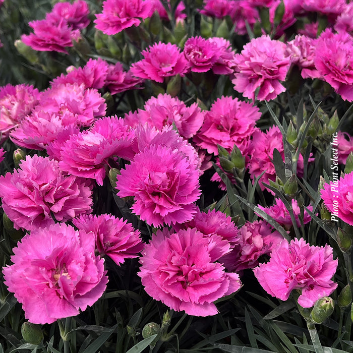 DIANTHUS EVERLAST™ ORCHID