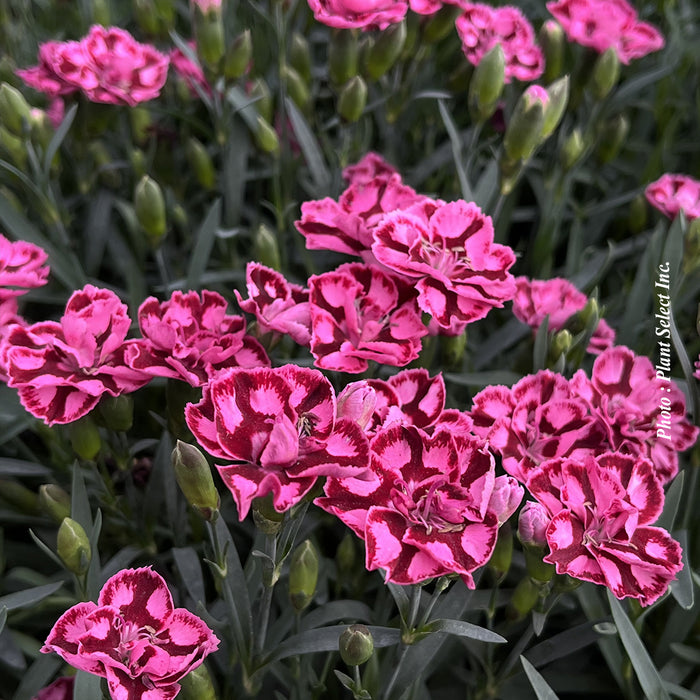 DIANTHUS EVERLAST™ RED AND PINK
