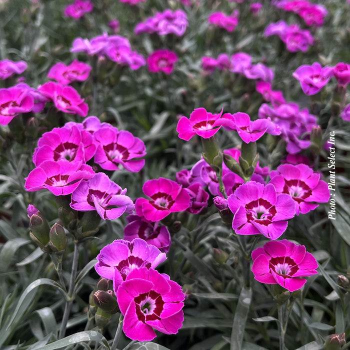 DIANTHUS EVERLAST™ VIOLET BLUE