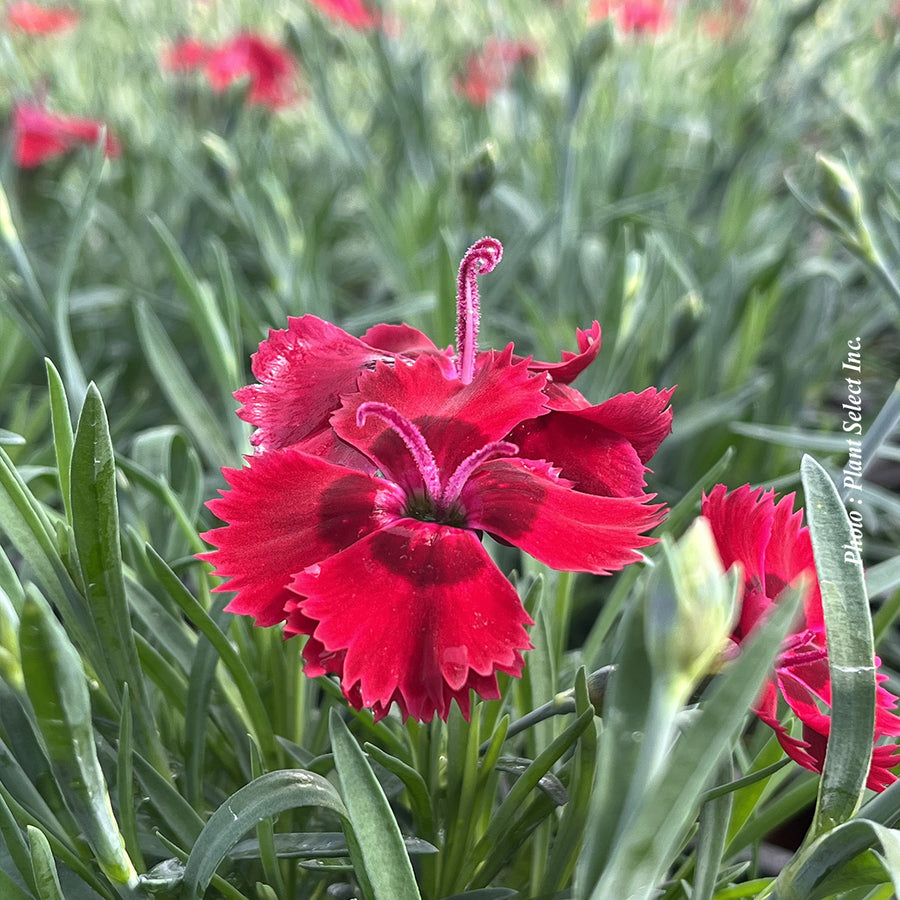 DIANTHUS STAR SINGLE - FIRE STAR