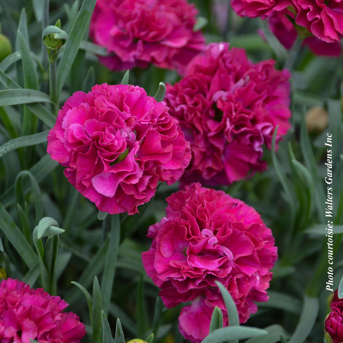 DIANTHUS FRUIT PUNCH® - FUNKY FUCHSIA