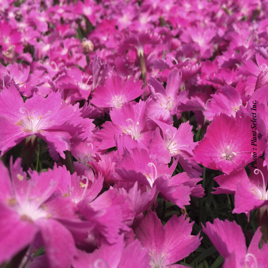 DIANTHUS KAHORI®