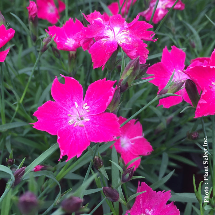 DIANTHUS KAHORI® - SCARLET