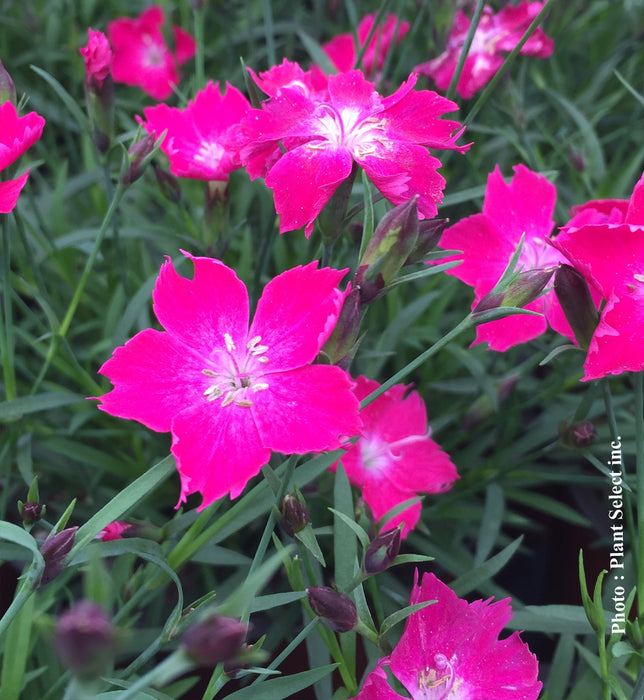 DIANTHUS KAHORI® - SCARLET