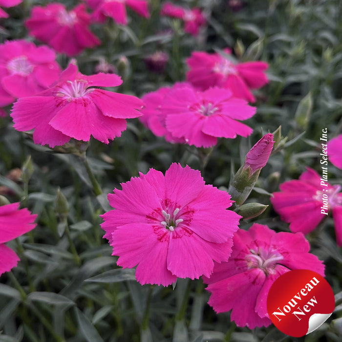 DIANTHUS - MAD MAGENTA