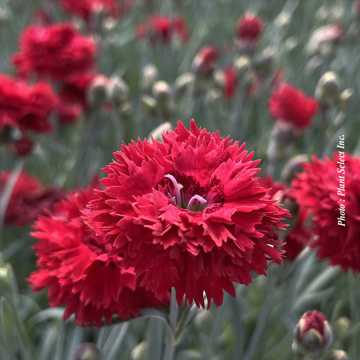 DIANTHUS FRUIT PUNCH® - MARASCHINO