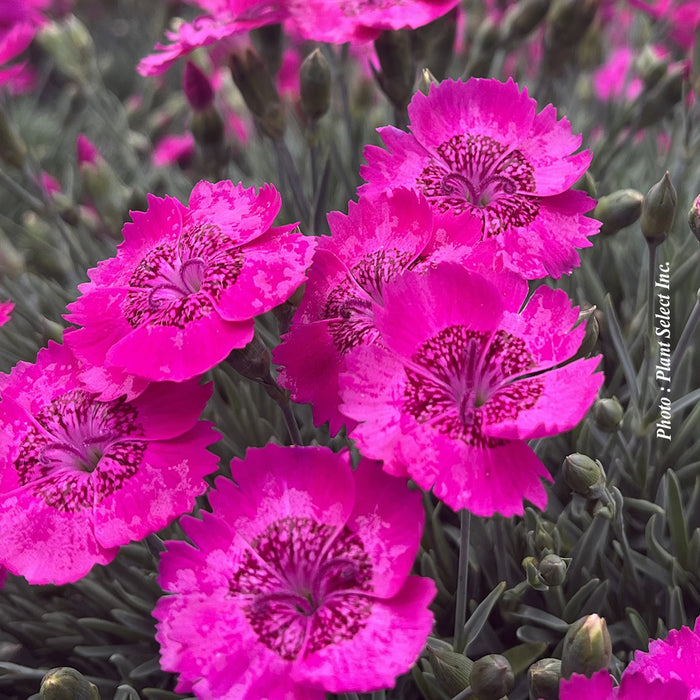 DIANTHUS STAR SINGLE - NEON STAR