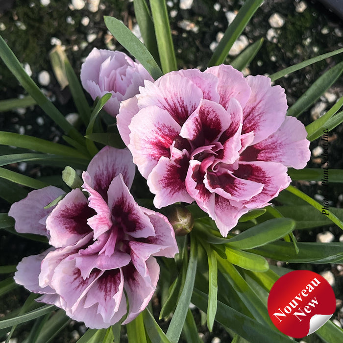 DIANTHUS ODESSA® - AMY