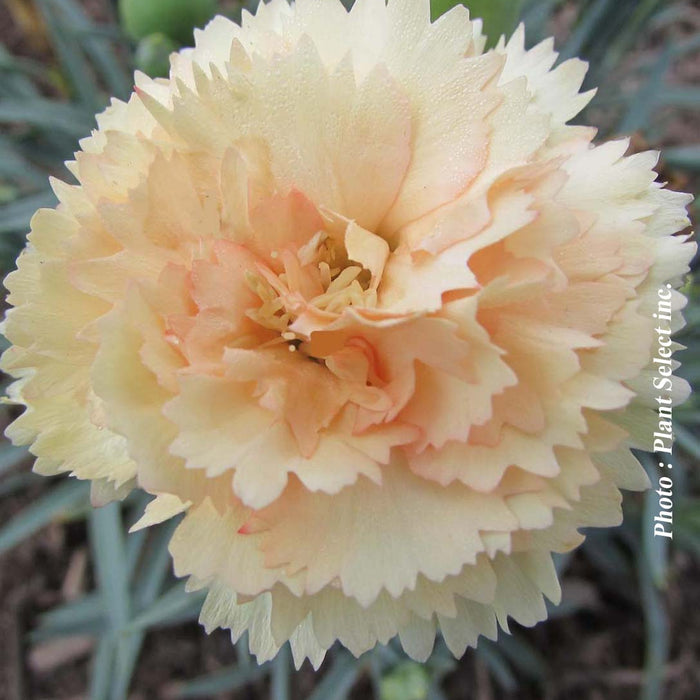 DIANTHUS ODESSA® - BLING BLING