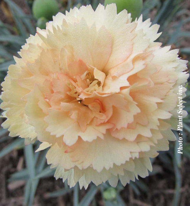 DIANTHUS ODESSA® - BLING BLING