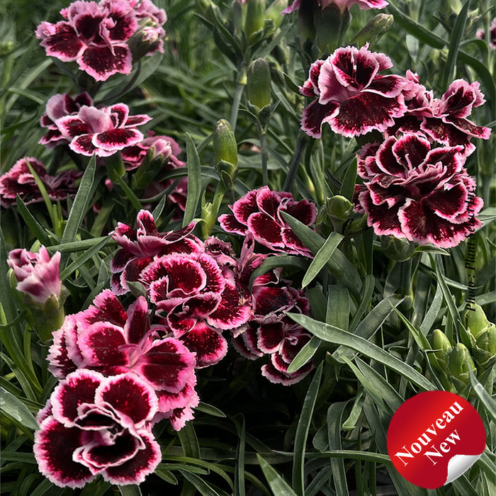 DIANTHUS ODESSA® - PIERROT