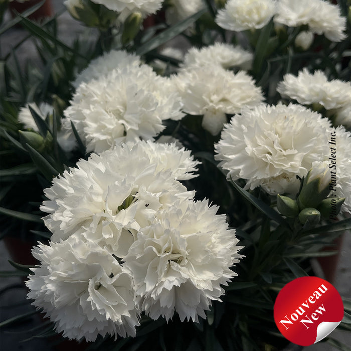 DIANTHUS ODESSA® - PURE
