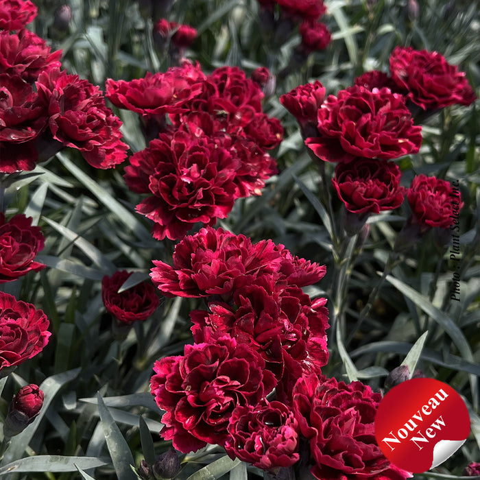 DIANTHUS ODESSA - RED
