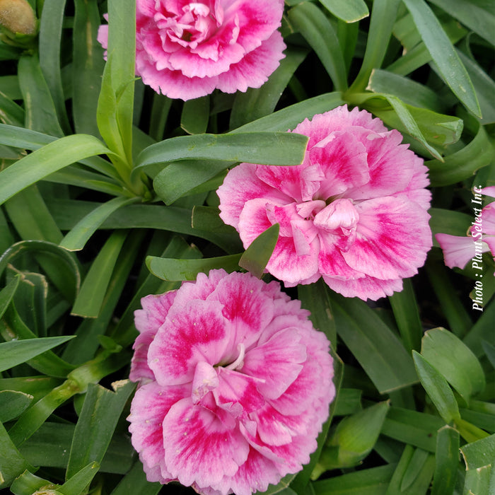 DIANTHUS ODESSA - TWIGGY