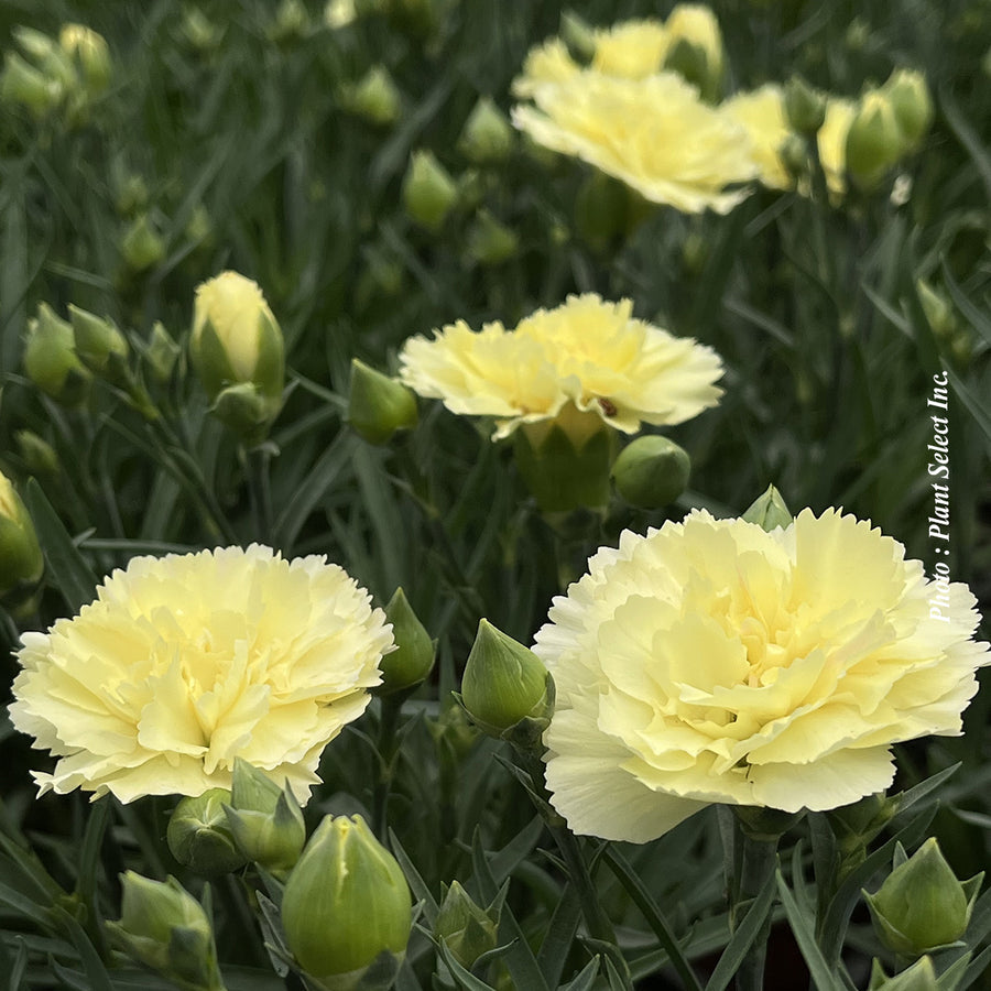 DIANTHUS ODESSA® - YELLOW BLING BLING