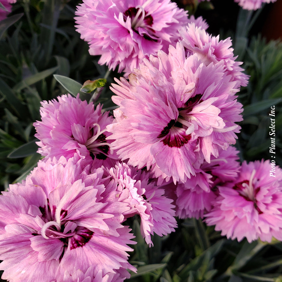 DIANTHUS STAR DOUBLE - POP STAR