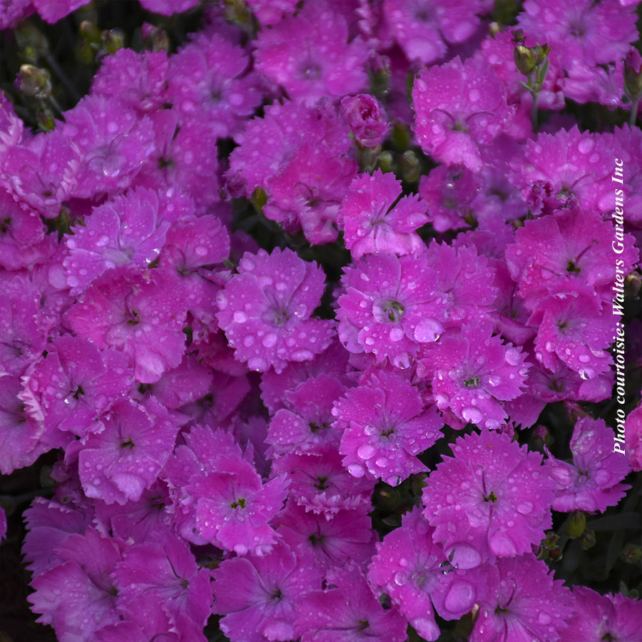 DIANTHUS - PAINT THE TOWN FUSHIA