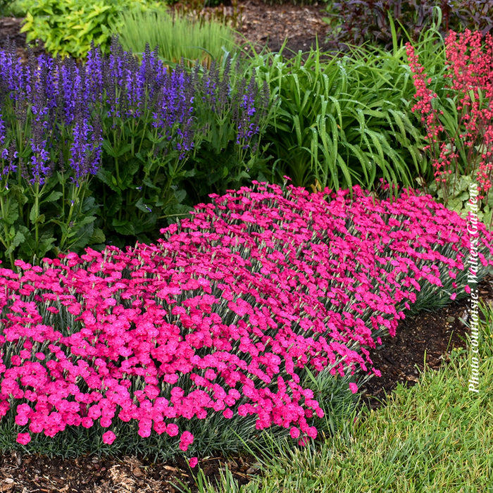 DIANTHUS - PAINT THE TOWN MAGENTA