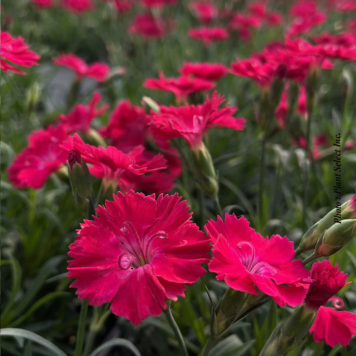 DIANTHUS - PAINT THE TOWN RED