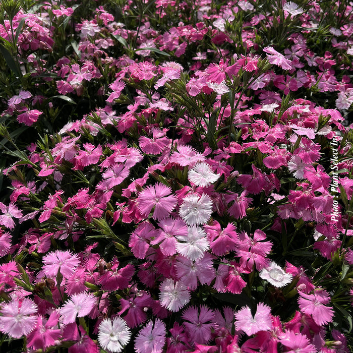 DIANTHUS - ROCKINA PINK MAGIC