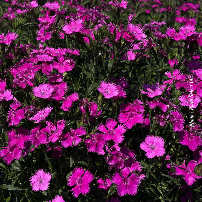 DIANTHUS - ROCKIN A PURPLE
