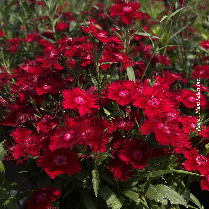 DIANTHUS - ROCKINA RED