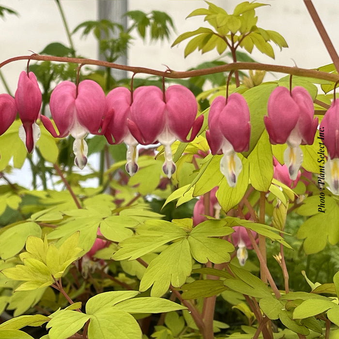 DICENTRA - GOLD HEART