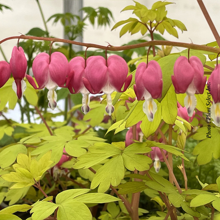 DICENTRA - GOLD HEART