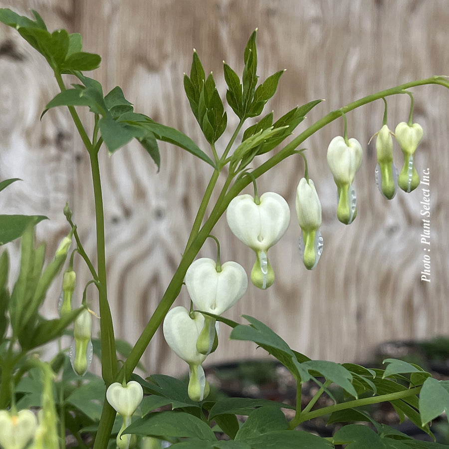 DICENTRA SPECTABILIS - ALBA