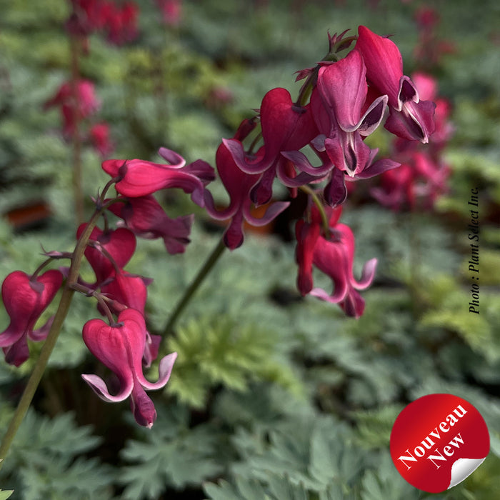 DICENTRA SPECTABILIS -RED FOUNTAIN